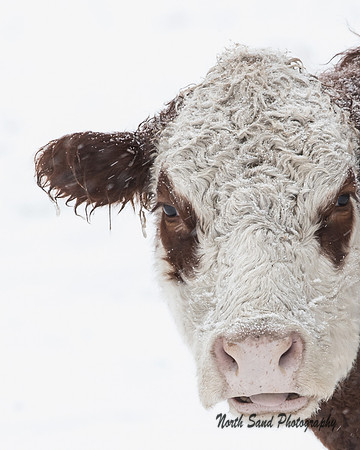 Snowstorm Moo