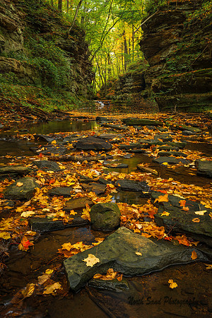 Autumn Stepping Stones