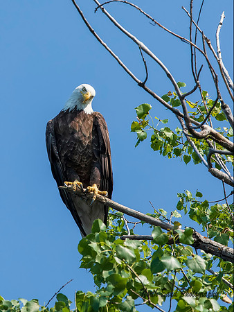 Inquisitive Eagle