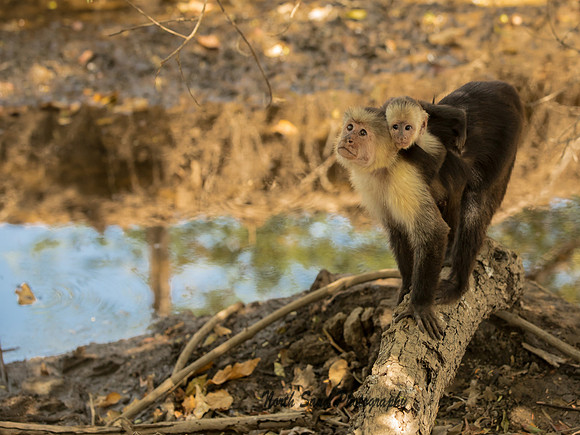 Capuchin Monkey 1- Costa Rica