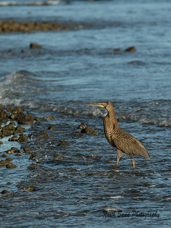 Tiger Heron
