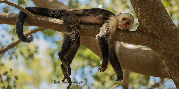 Capuchin Monkey 2- Costa Rica