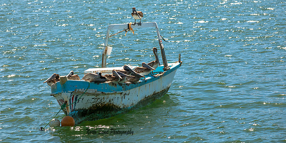 Pelicans- Costa Rica