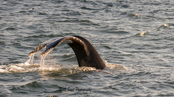Whale Tail