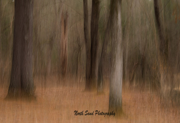 Woodland Dream