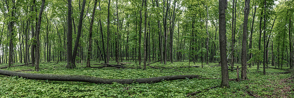 McGlivra Woods