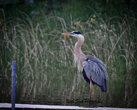 Great Blue Heron on North Sand Lake