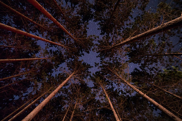Into the Night Sky