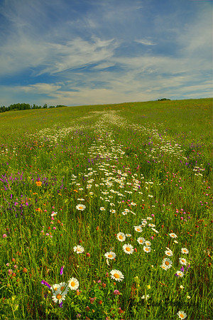 Wildflowers