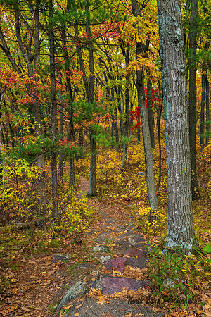 Woodland Path