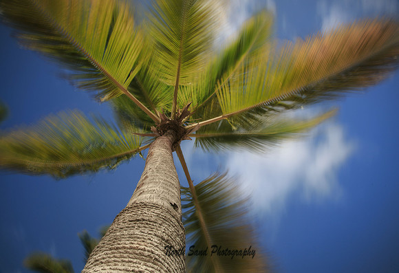 Windy Palm (Day)