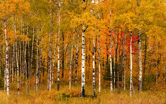 Fall Birch