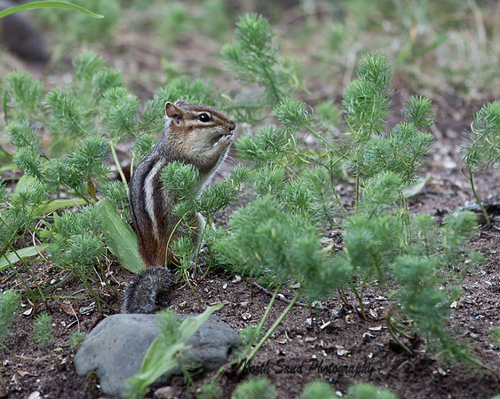 Chipmunk