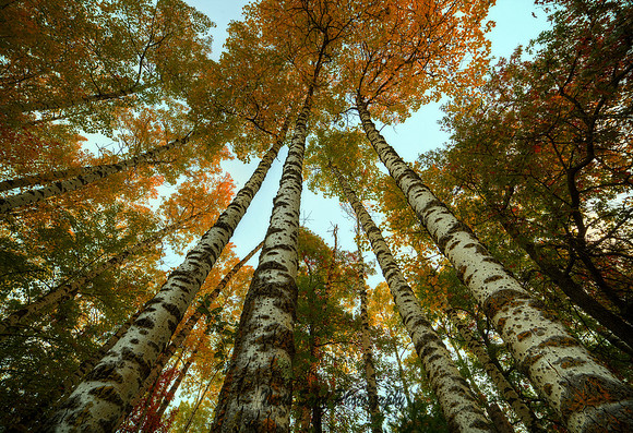 Autumn Canopy