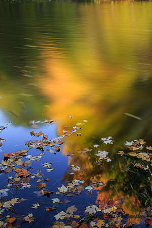 Liquid Autumn 4