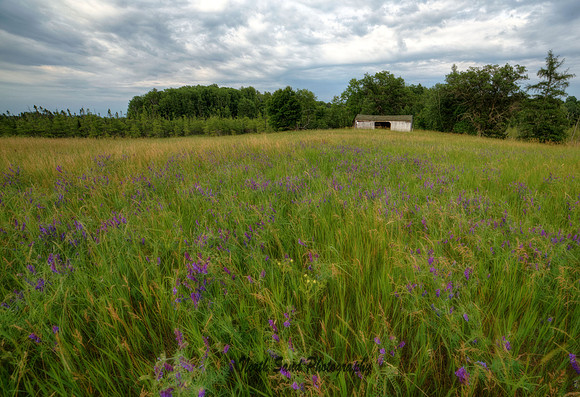 Field of Purple