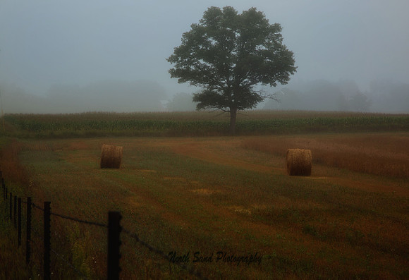 Morning fog