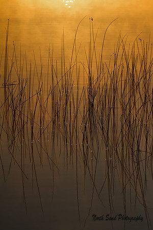 Reeds at Sunrise 2