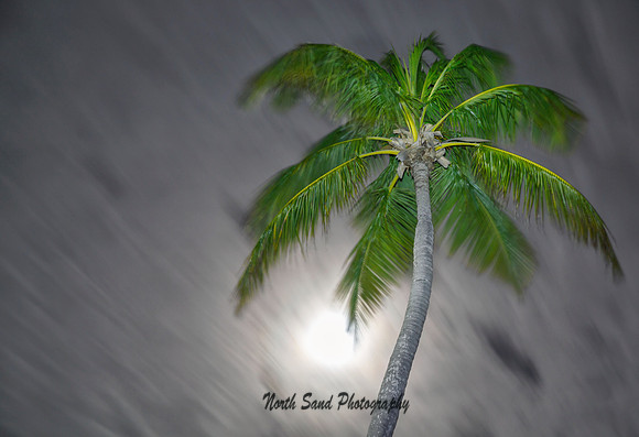 Windy Palm (Night)