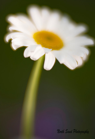 Daisy Blur