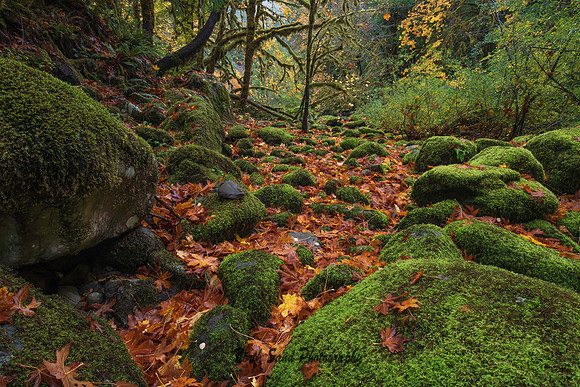 Rogue River-Siskiyou National Forest 2