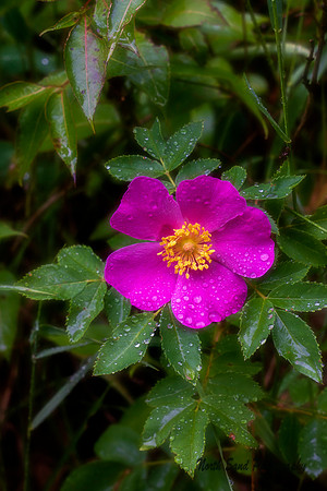 Wild Prairie Rose