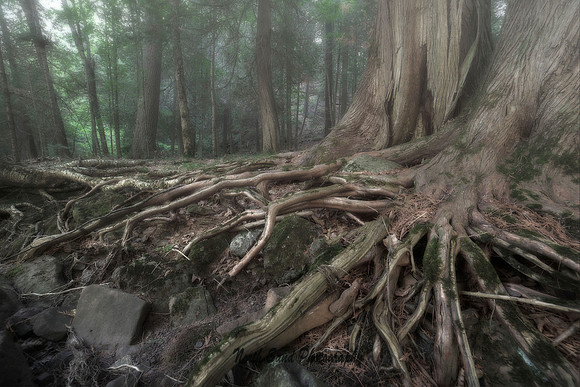 Foggy Roots
