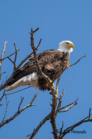 Eagle Perch 3