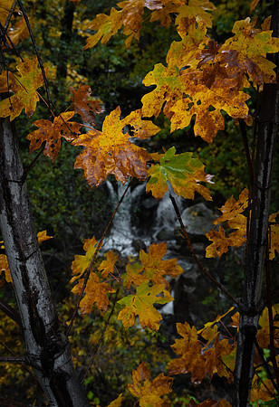 Rogue River-Siskiyou National Forest 4