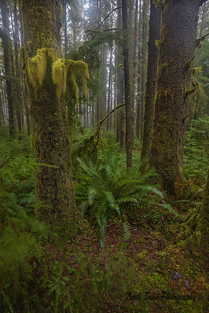Ecola Park Forest 1