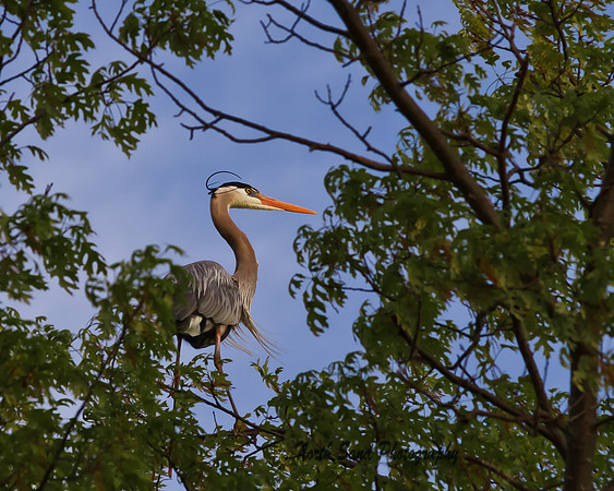 A Great Blue Heron perches high above North Sand lake