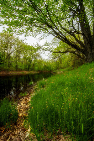 Backwoods Pond