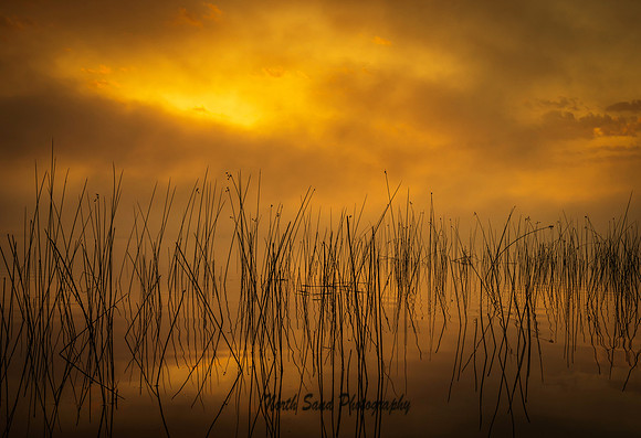 Orange Fog