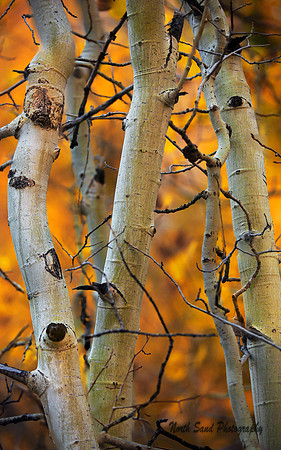 Autumn Aspen