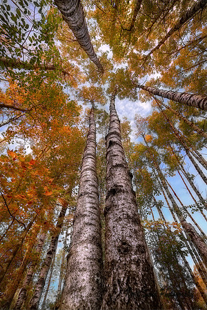 Birch Canopy