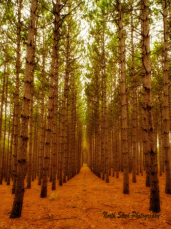 Through the Pines