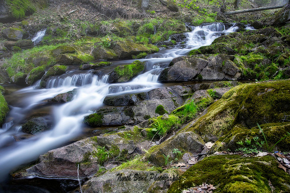 Woodland Stream