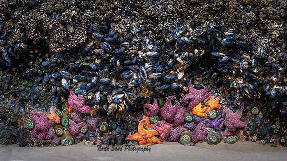Seastars @Cannon Beach