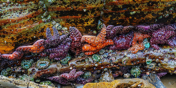 Sea Stars
