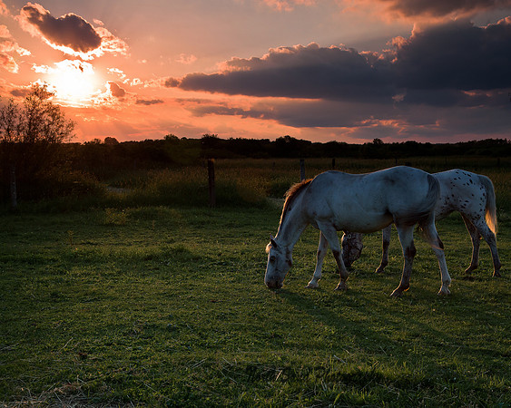 Grazing at sunset