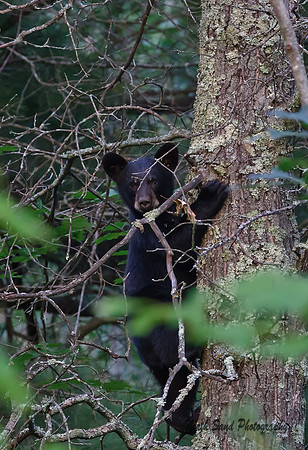 Black Bear Cub