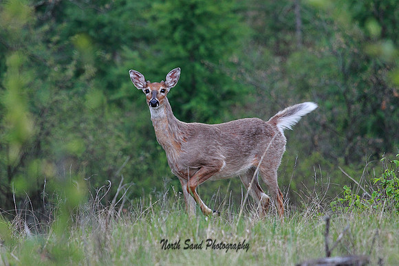 Whitetail Deer