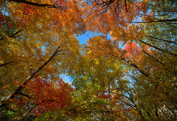 Fall Colors
