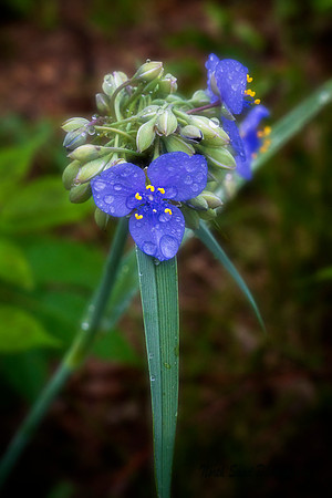 Spider Wort