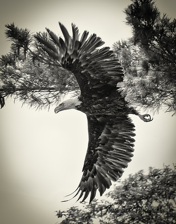 Flight