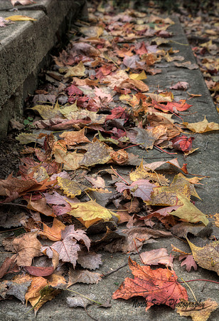 Leaves