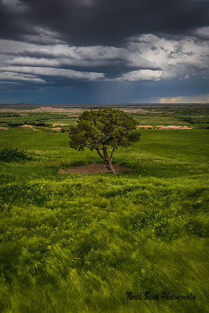 Lone Tree at Sage Creek II