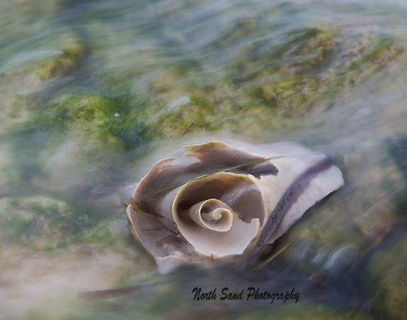 Conch Shell on Rock