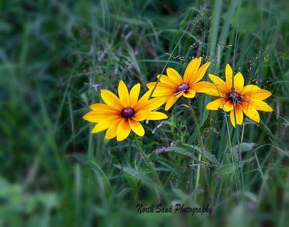 Floral Shoreline