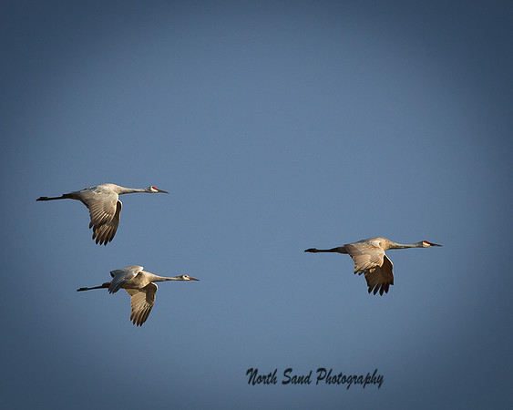 Sandhill Cranes over Crex Meadows